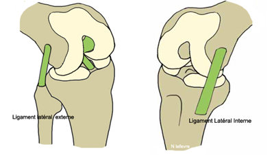 ANATOMIE GENOU LIGAMENT CROISE 